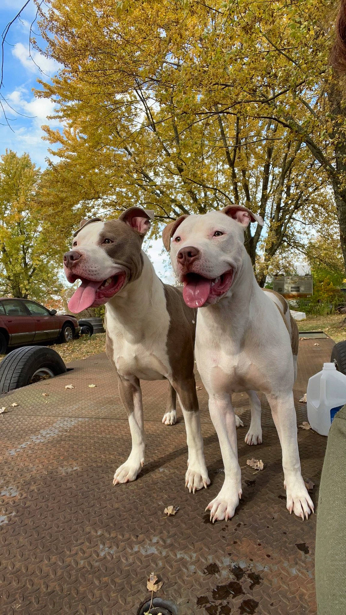 Albert is registered to the contest to win money with this photo: carnivore, cloud, collar, companion_dog, dog, dog_breed, dog_collar, fawn, non_sporting_group, plant, sky, sporting_group, t_shirt, tail, terrestrial_animal, tire, tree, vehicle, wheel, working_animal