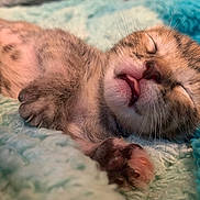 Glitch is registered to the contest to win money with this photo: animal, blanket, close_up, cozy, cute, feline, fur, kitten, nap, paw, pet, relaxed, resting, sleeping, soft, tiny, tongue_out, warm, whiskers, young