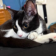 Mittens is registered to the contest to win money with this photo: cat, black_and_white, pet, indoor, close_up, curled_up, fur, whiskers, paw, resting, cute, animal, domestic_cat, eyes, ears, bedroom, furniture, dorm_room, relaxed, soft