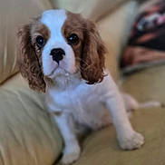 Lilah a rejoint le concours — aidez-le/la à gagner de superbes lots ! puppy, dog, brown, white, couch, indoor, pet, cute, young, fur, animal, sitting, looking, face, ears, nose, eyes, adorable, soft, blurred_background