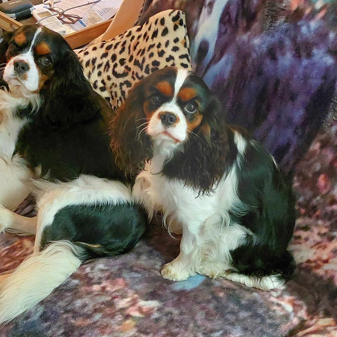 Prince Et Plume