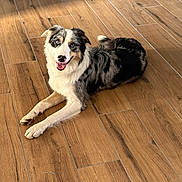 Uky participe au concours pour gagner de l'argent avec cette photo : animal, blue_eyes, canine, companion, dog, domestic_animal, flooring, fur, happy, home, houseplant, indoor, laying_down, natural_light, pet, potted_plant, relaxed, smiling, sunlight, wooden_floor