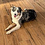 animal, blue_eyes, canine, companion, dog, domestic_animal, flooring, fur, happy, home, houseplant, indoor, laying_down, natural_light, pet, potted_plant, relaxed, smiling, sunlight, wooden_floor