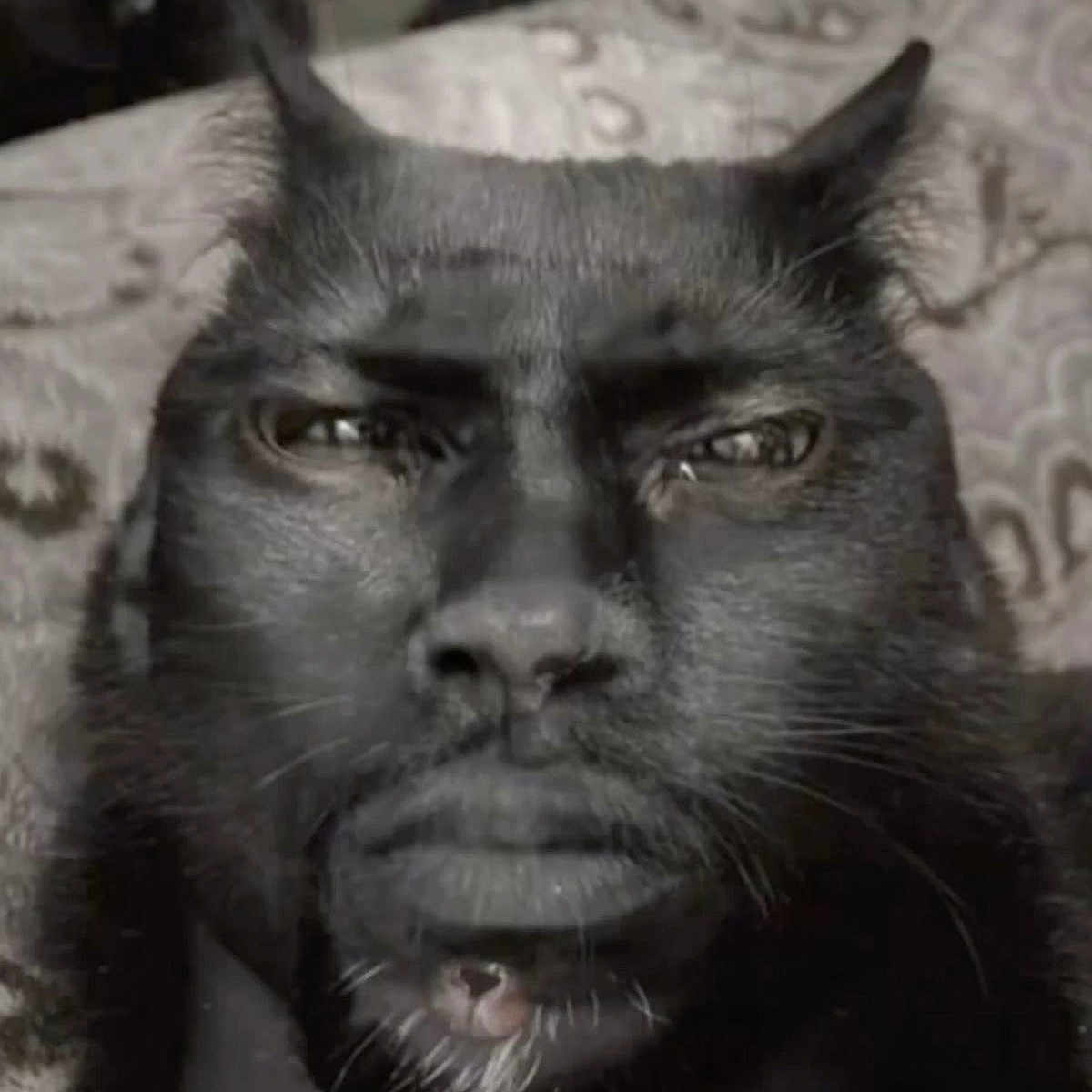 Faggot is registered to the contest to win money with this photo: animal, black_cat, blurred_background, close_up, composite, creative, dark_fur, digital_art, expression, face_merge, fur, headshot, human_face, hybrid_image, mystical, oddity, patterned_background, portrait, surreal, whiskers