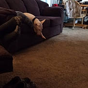 Buster joined the competition — help win amazing prizes! dog, couch, living_room, carpet, shoes, chair, blanket, furniture, indoor, pet, animal, relaxing, home, cozy, domestic, floor, decor, resting, white_dog, blurred