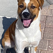 Kluster Godbolt is registered to the contest to win money with this photo: animal, brown_and_white, canine, closeup, daytime, dog, ears, eyes, friendly, fur, happy, nose, outdoor, pavement, pet, shadow, sitting, smiling, sunlight, tongue_out
