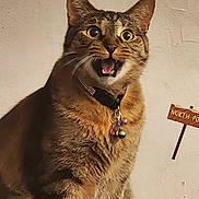 Letty is registered to the contest to win money with this photo: cat, tabby, surprised, pet, animal, feline, sitting, furniture, collar, indoor, whiskers, ears, tail, brown, striped, wide_eyes, open_mouth, curious, domestic_cat, cute