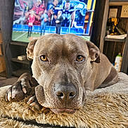 Zelda joined the competition — help win amazing prizes! animal, blanket, blurred_background, brown_dog, canine, close_up, cozy, dog, ears, eyes, furniture, furry, indoor, living_room, paw, pet, relaxed, resting, snout, television