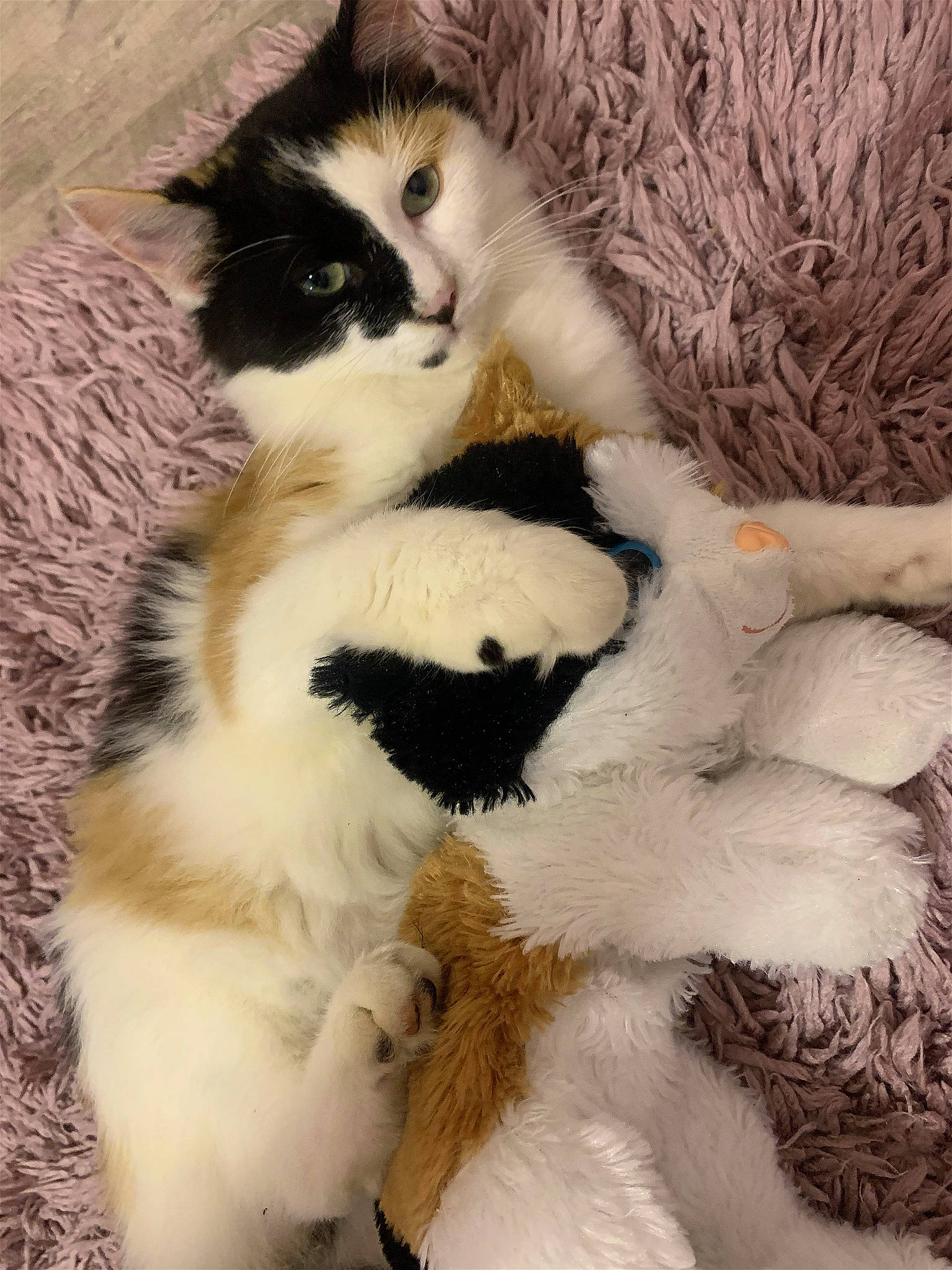 Claire joined the competition — help win amazing prizes! carnivore, cat, cat_bed, claw, comfort, domestic_short_haired_cat, fawn, felidae, fur, natural_material, paw, small_to_medium_sized_cats, snout, tail, terrestrial_animal, whiskers