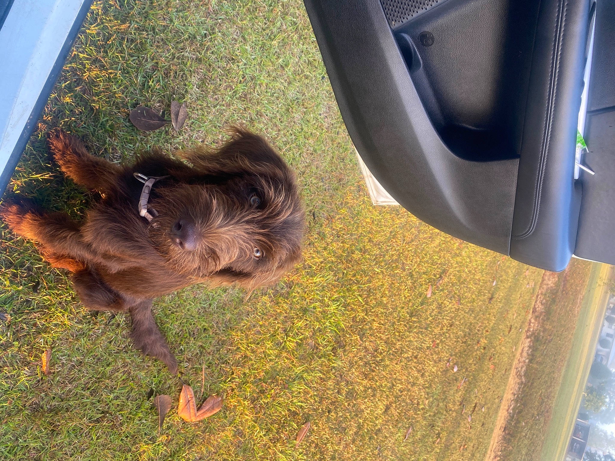 Drake joined the competition — help win amazing prizes! automotive_exterior, automotive_lighting, automotive_tire, automotive_wheel_system, carnivore, companion_dog, dog, dog_breed, fawn, fender, grass, hubcap, liver, plant, tail, tints_and_shades, tire, tire_care, vehicle, vehicle_door