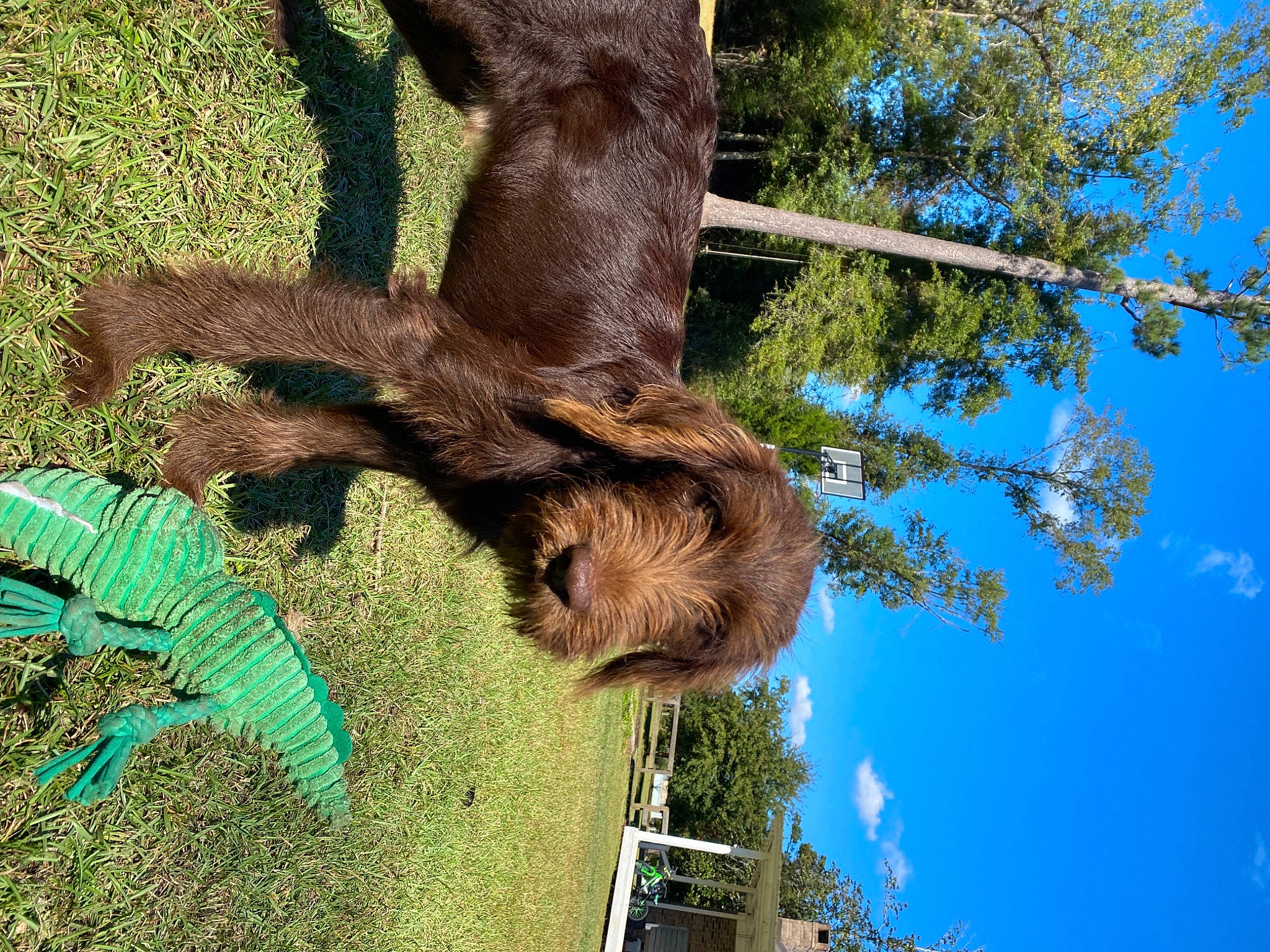 Drake is registered to the contest to win money with this photo: branch, claw, cloud, fur, grass, liver, organism, plant, sky, sloth, soil, sporting_group, tail, terrestrial_animal, three_toed_sloth, tree, trunk, twig, two_toed_sloth, wildlife