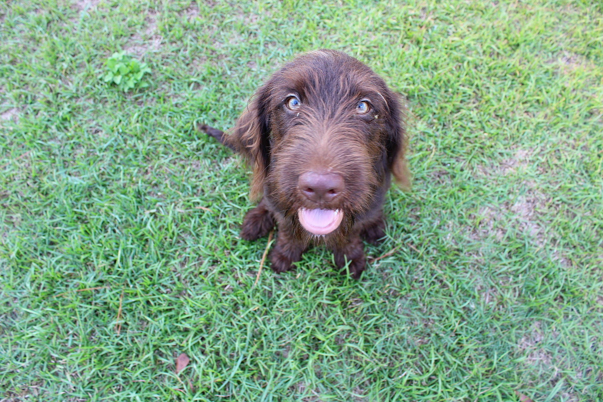 Drake is registered to the contest to win money with this photo: canidae, carnivore, companion_dog, dog, dog_breed, fur, grass, groundcover, hunting_dog, liver, pudelpointer, snout, sporting_group, terrestrial_animal, working_animal