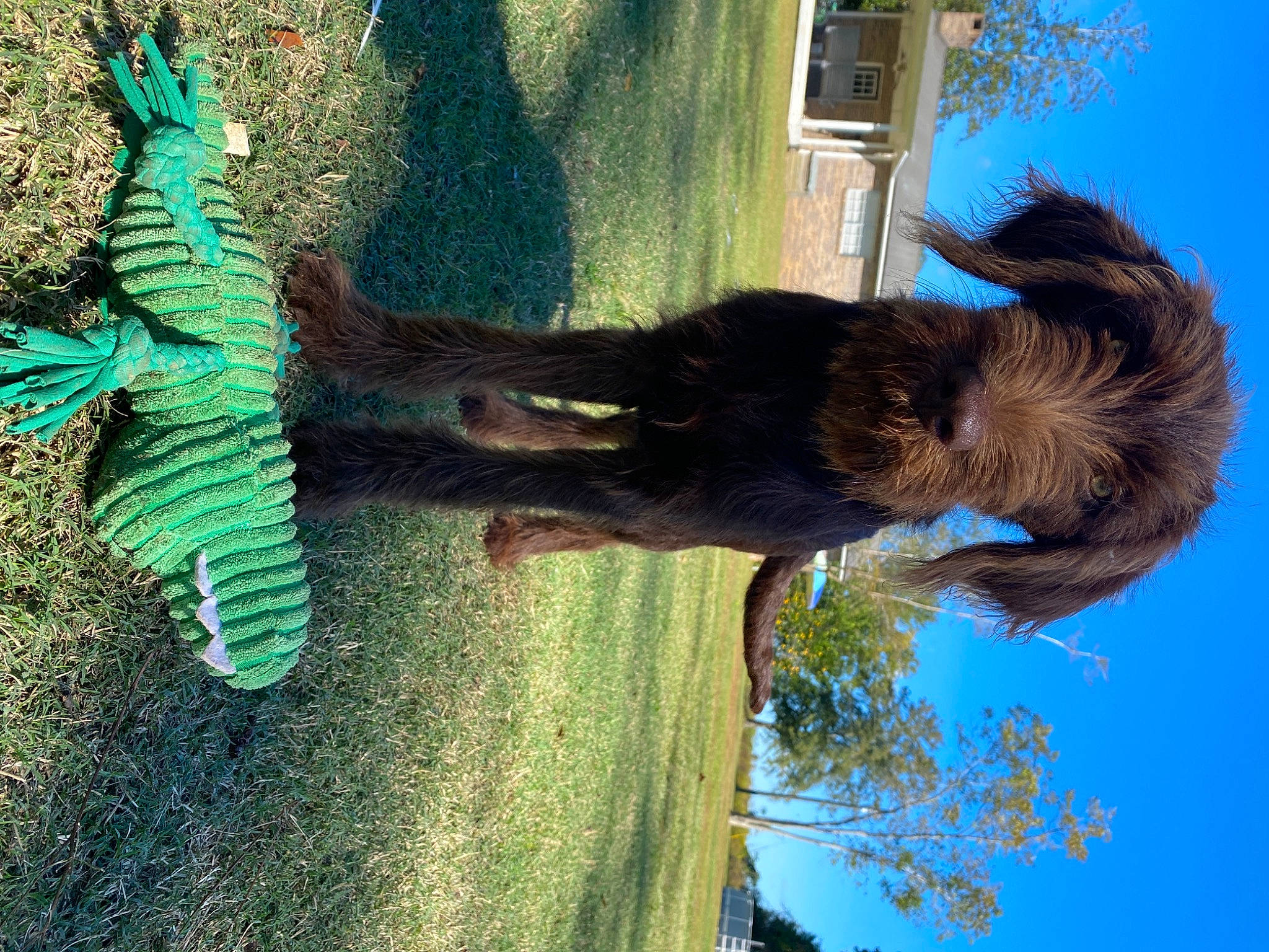 Drake is registered to the contest to win money with this photo: azure, branch, gesture, grass, iguania, organism, plant, reflection, shadow, sky, tail, terrestrial_animal, tints_and_shades, tree, trunk, twig, water, wildlife, wood, working_animal