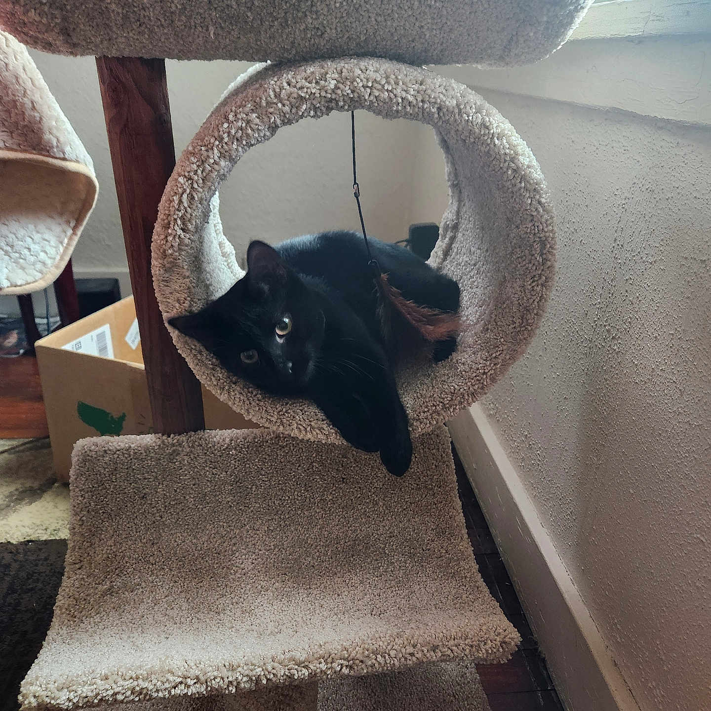 Sally joined the competition — help win amazing prizes! animal, architecture, armchair, blackcat, box, building, canine, cat, chair, couch, cushion, dog, furniture, homedecor, indoors, kitten, livingroom, pet, room, rug