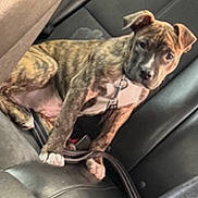 Kain is registered to the contest to win money with this photo: dog, puppy, brindle_coat, leash, harness, car_interior, leather_seat, backseat, seat_belt, paws, ears, nose, young_animal, pet, sitting, looking_at_camera, travel, stitching, upholstery, curious_expression