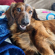 Remy joined the competition — help win amazing prizes! animal, blanket, brown_dog, canine, closeup, companion, couch, cozy, dog, domestic, friendly, fur, furniture, happy, indoors, lying_down, pet, portrait, resting, smiling_dog
