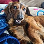 animal, blanket, brown_dog, canine, closeup, companion, couch, cozy, dog, domestic, friendly, fur, furniture, happy, indoors, lying_down, pet, portrait, resting, smiling_dog