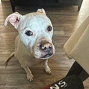 Brodie joined the competition — help win amazing prizes! dog, white_dog, indoor, wooden_floor, pet, looking_up, canine, ears, brown_eyes, close_up, furniture, cabinet, curious, domestic_animal, animal, flooring, household, companion, mammal, portrait