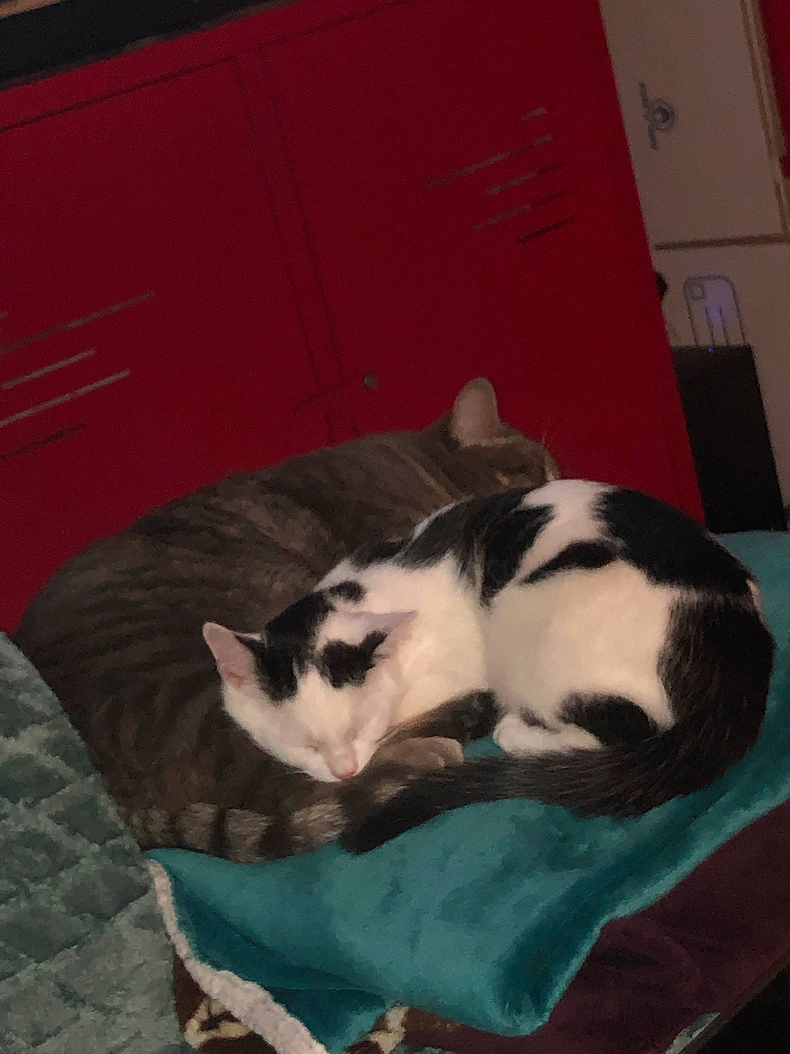 Salto a rejoint le concours — aidez-le/la à gagner de superbes lots ! canidae, carnivore, cat, cat_bed, cat_supply, comfort, dog_breed, domestic_short_haired_cat, felidae, flooring, fur, nap, paw, room, small_to_medium_sized_cats, snout, tail, terrestrial_animal, whiskers, wood