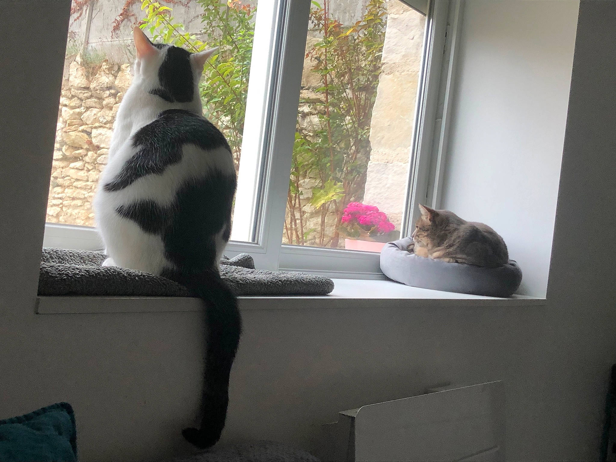 Salto a rejoint le concours — aidez-le/la à gagner de superbes lots ! carnivore, cat, curtain, felidae, flowerpot, fur, houseplant, interior_design, plant, room, small_to_medium_sized_cats, tail, textile, tree, vertebrate, whiskers, window, window_covering, window_treatment, wood