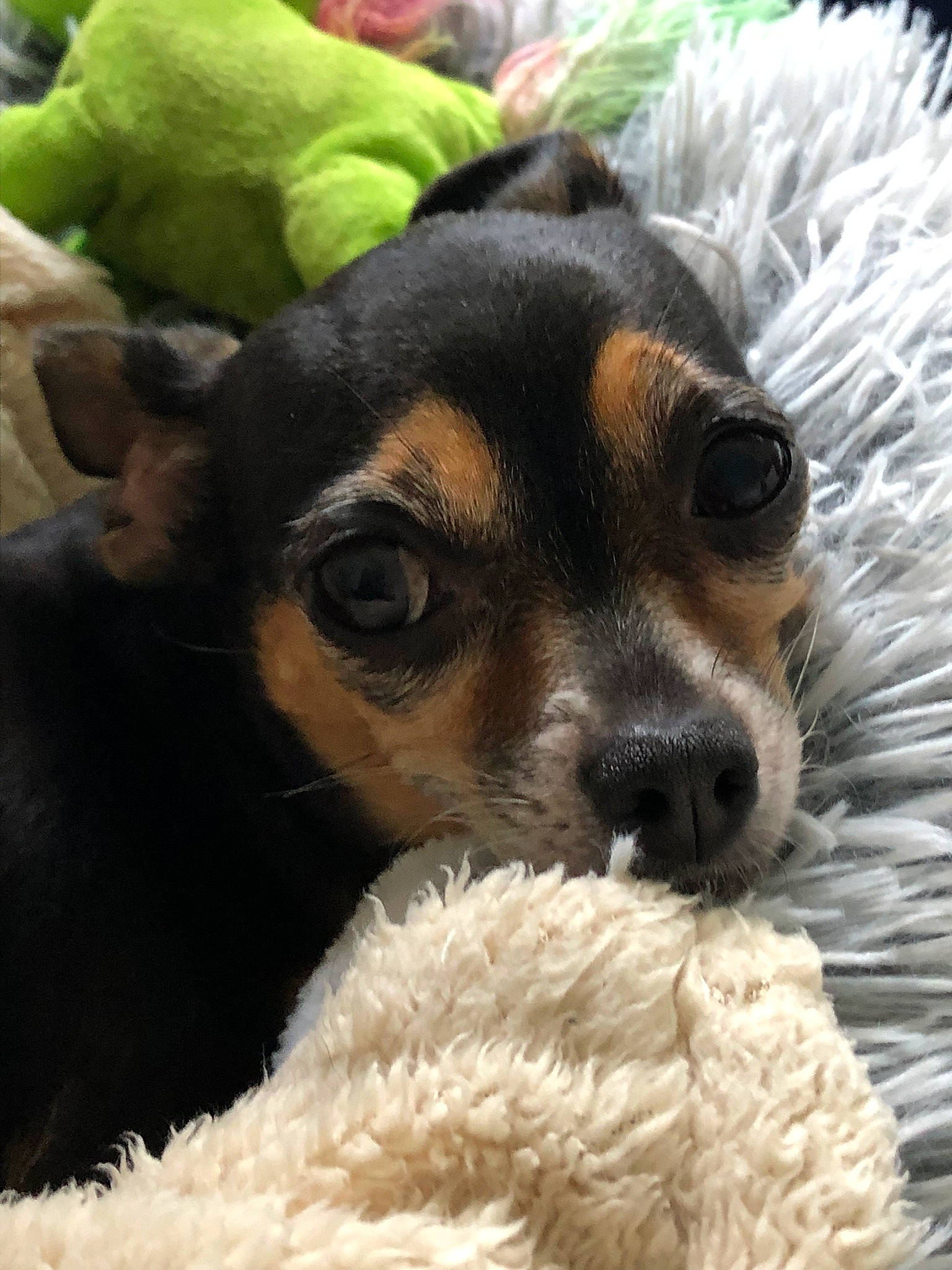 Tina a rejoint le concours — aidez-le/la à gagner de superbes lots ! canidae, carnivore, comfort, companion_dog, dog, dog_breed, fawn, fur, paw, plant, puppy, puppy_love, small_terrier, snout, sporting_group, terrestrial_animal, terrier, toy_dog, whiskers, working_animal