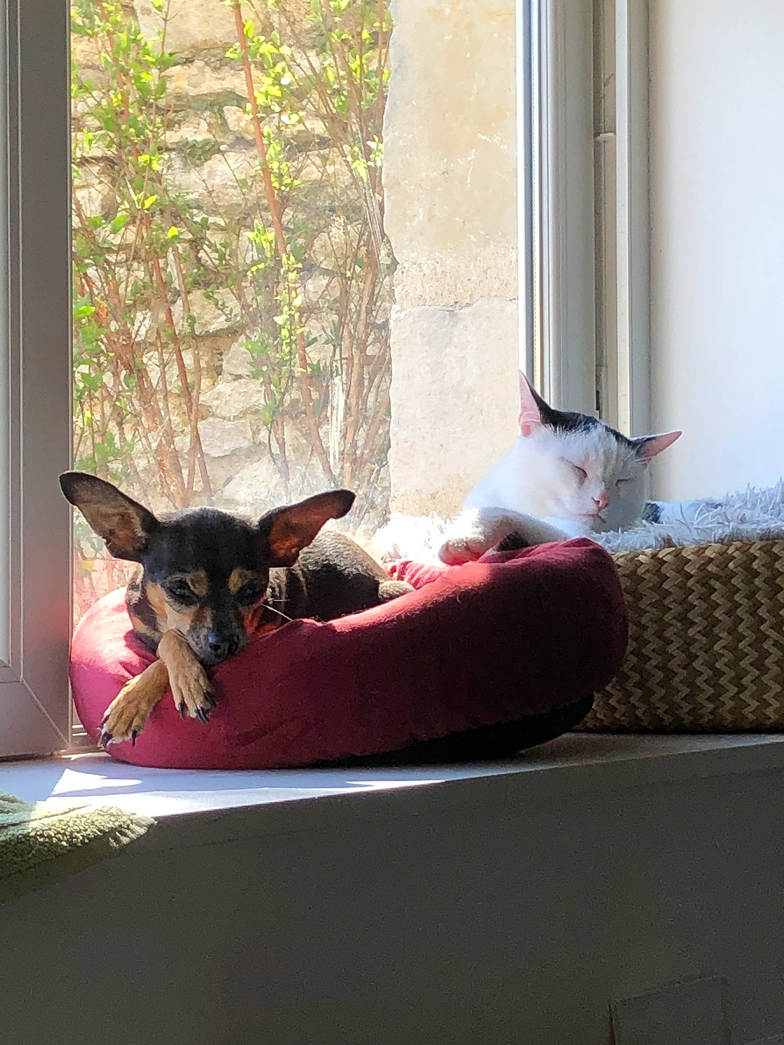 Tina a rejoint le concours — aidez-le/la à gagner de superbes lots ! carnivore, cat, collar, comfort, companion_dog, dog, dog_breed, dog_supply, fawn, felidae, interior_design, linens, pet_supply, plant, small_to_medium_sized_cats, tail, tints_and_shades, window, wood, working_animal