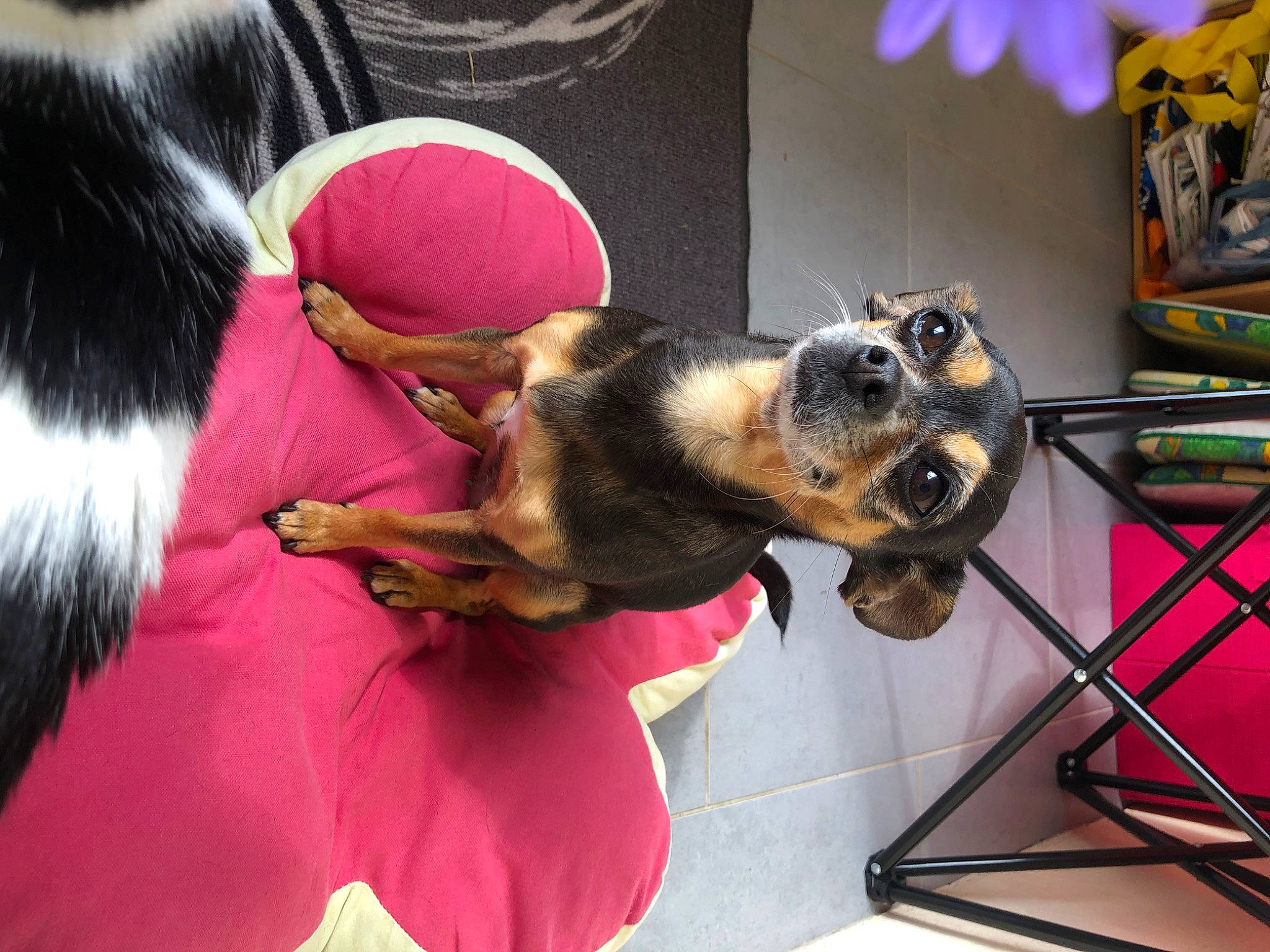 Tina participe au concours pour gagner de l'argent avec cette photo : canidae, carnivore, collar, comfort, companion_dog, dog, dog_breed, dog_supply, ear, fawn, flower, fur, houseplant, magenta, mammal, pet_supply, plant, sporting_group, toy_dog, vertebrate