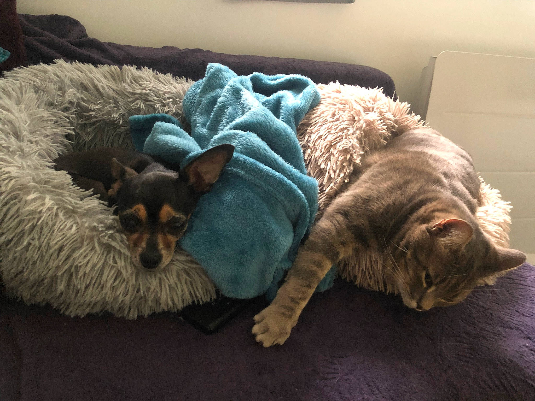 Tina participe au concours pour gagner de l'argent avec cette photo : carnivore, cat, comfort, companion_dog, couch, dog, dog_breed, dog_supply, felidae, flooring, fur, grey, linens, nap, small_to_medium_sized_cats, sporting_group, terrier, toy_dog, vertebrate, whiskers