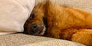 Mr Darcy joined the competition — help win amazing prizes! brown, closeup, comfort, companion, couch, cozy, dog, eye, fluffy, fur, indoor, nose, pet, pillow, relaxing, resting, sleepy, soft, texture, warm