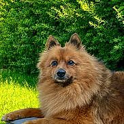 Mr Darcy joined the competition — help win amazing prizes! animal, brown_fur, calm, canine, closeup, cushion, dog, ears, fluffy, fur, grass, greenery, nature, outdoor, paw, pet, portrait, relaxed, snout, summer