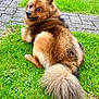 Mr Darcy is registered to the contest to win money with this photo: animal, canine, cute, daylight, dog, domestic, ears, fluffy, fur, grass, greenery, happy, looking_back, nature, outdoor, pavement, pet, playful, smiling, tail