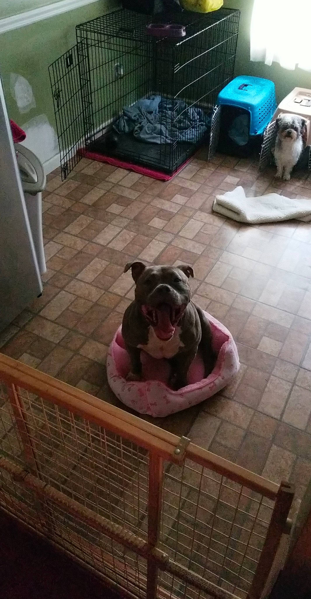 Griffin joined the competition — help win amazing prizes! bulldog, carnivore, comfort, companion_dog, dog, dog_breed, fawn, floor, flooring, french_bulldog, hardwood, molosser, pet_supply, room, snout, sporting_group, toy_dog, whiskers, wood, working_animal