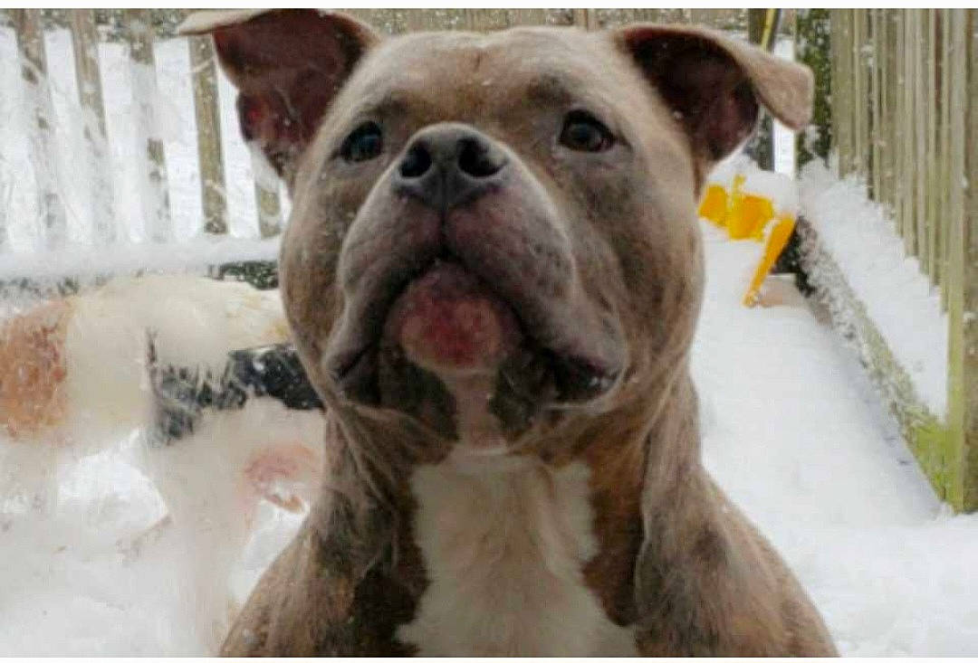 Griffin joined the competition — help win amazing prizes! bulldog, canidae, carnivore, collar, companion_dog, dog, dog_breed, eye, fawn, fur, head, liver, molosser, snout, snow, sporting_group, terrestrial_animal, whiskers, working_animal, wrinkle