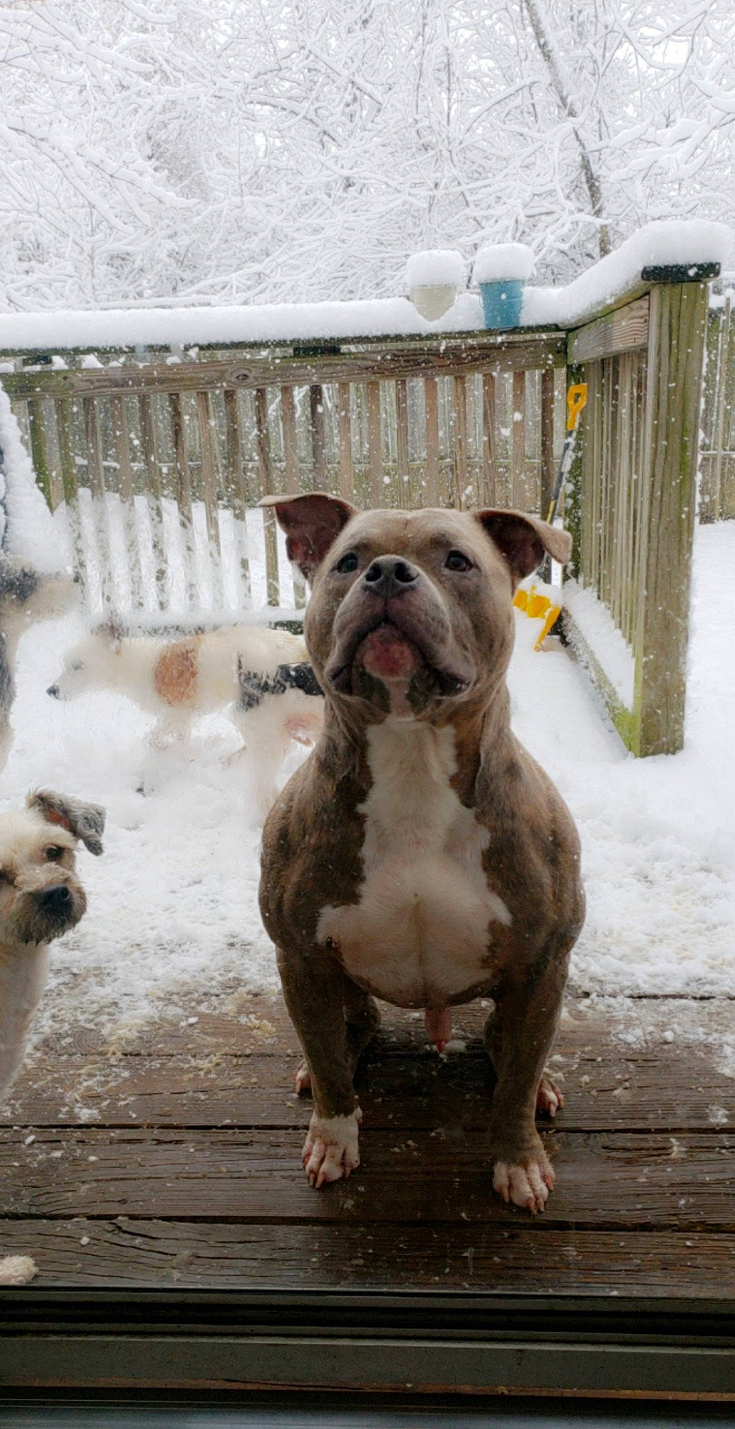 Griffin is registered to the contest to win money with this photo: boxer, bulldog, canidae, carnivore, collar, companion_dog, dog, dog_breed, dog_collar, fawn, fence, freezing, liver, molosser, snout, snow, sporting_group, winter, working_animal, wrinkle