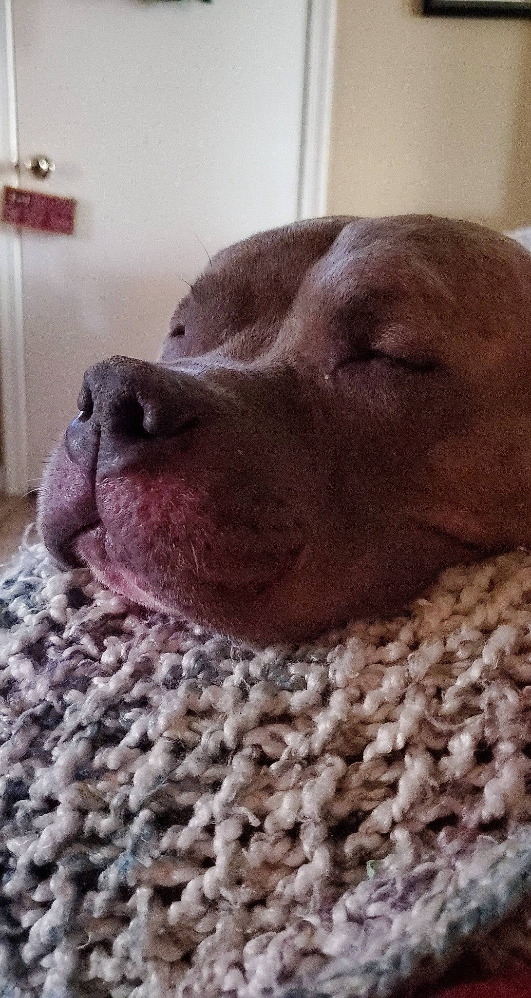 Griffin joined the competition — help win amazing prizes! carnivore, comfort, companion_dog, dog, dog_breed, fawn, fur, gun_dog, liver, pet_supply, selfie, snout, sporting_group, terrestrial_animal, wall_plate, whiskers, wool, woolen, working_animal, woven_fabric