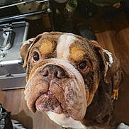George is registered to the contest to win money with this photo: bulldog, dog, pet, indoor, close_up, brown, white, wrinkles, flooring, wooden_floor, face, ears, nose, eyes, looking_up, animal, companion, domestic, portrait, canine