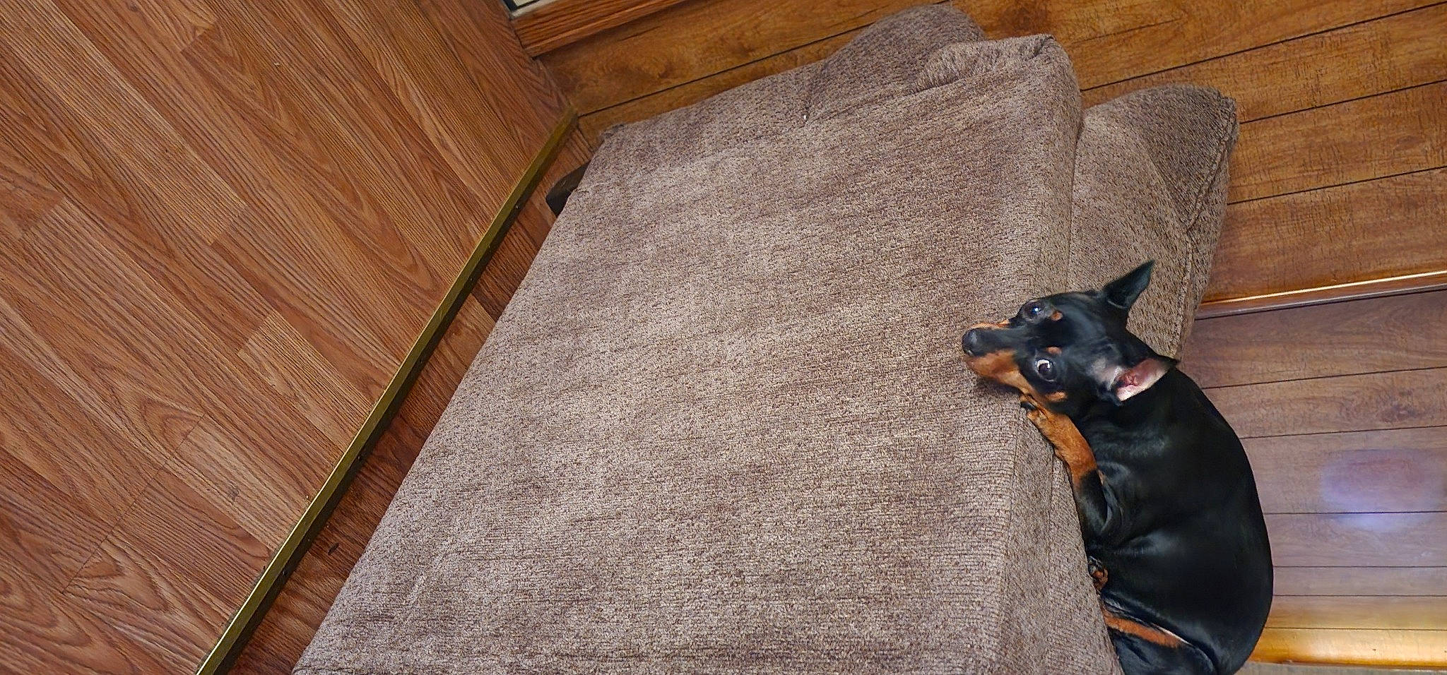 Rosie is registered to the contest to win money with this photo: brown, carnivore, comfort, companion_dog, couch, dog, dog_breed, dog_supply, fawn, floor, flooring, hardwood, pet_supply, pinscher, prazsky_krysarik, tail, toy_dog, whiskers, wood, working_animal