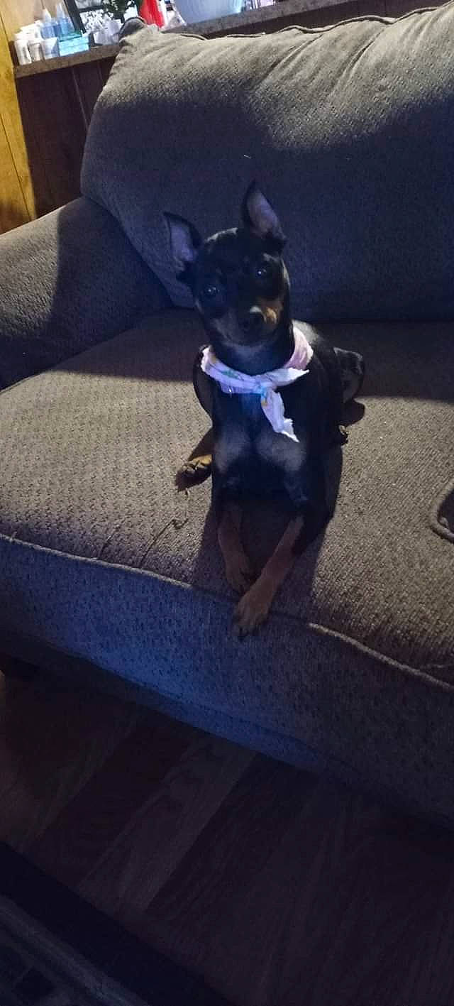 Rosie is registered to the contest to win money with this photo: boston_terrier, canidae, carnivore, comfort, companion_dog, couch, dog, dog_breed, electric_blue, fawn, felidae, flooring, fur, paw, sporting_group, tail, terrier, toy_dog, whiskers, working_animal