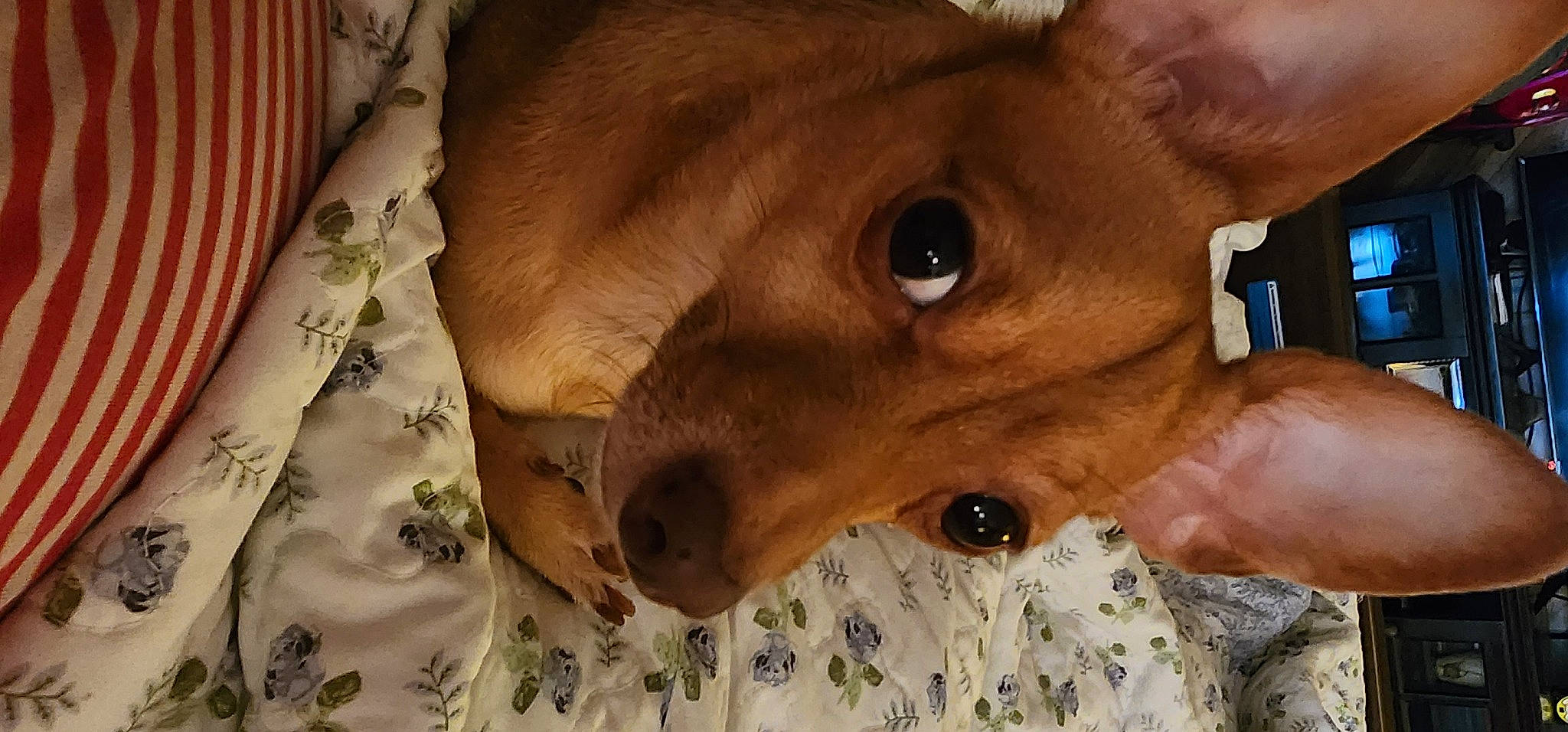 Brody joined the competition — help win amazing prizes! canidae, carnivore, companion_dog, curtain, dog, dog_breed, dog_sports, dog_supply, ear, eyelash, fawn, fur, linens, liver, snout, sporting_group, toy_dog, whiskers, wood, working_animal