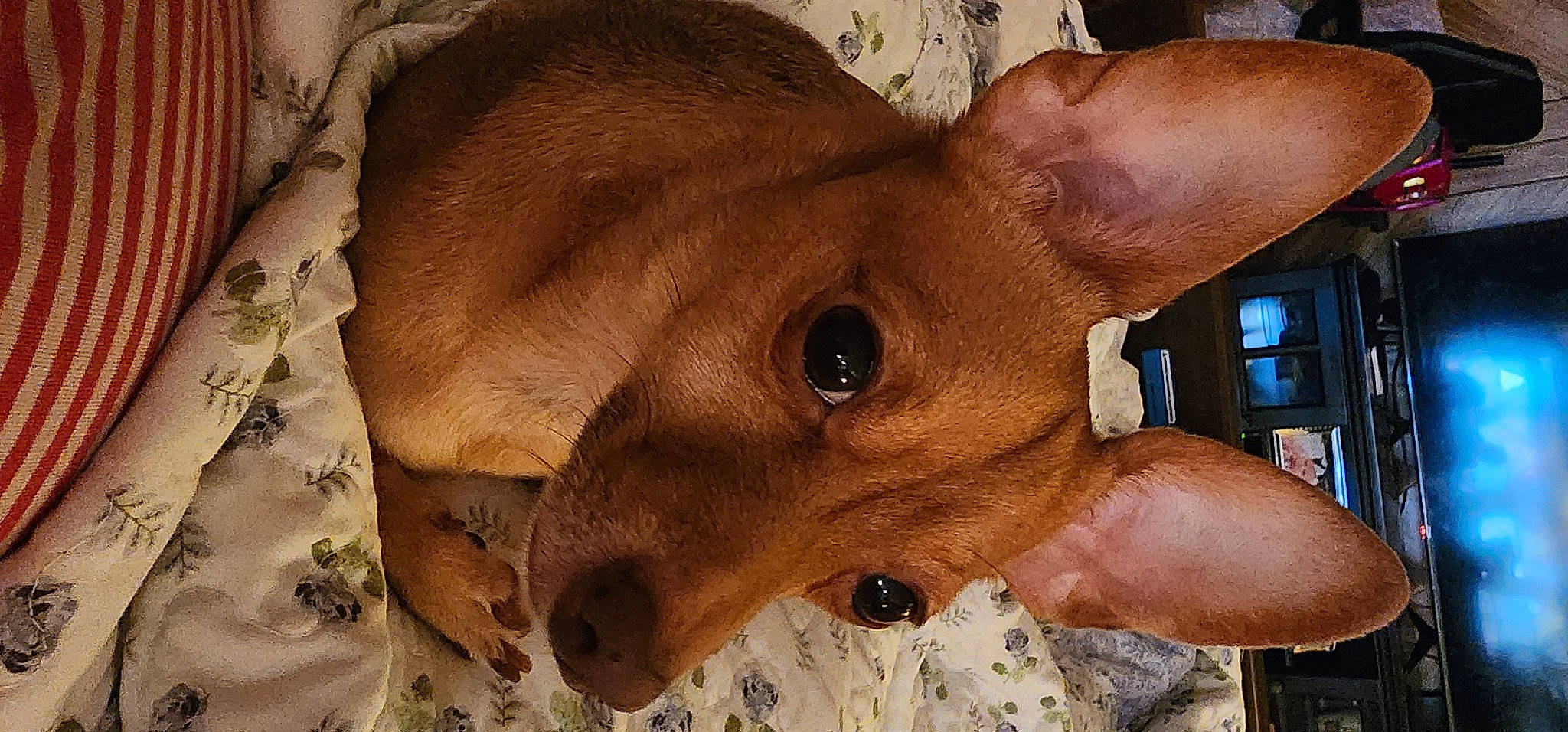 Brody is registered to the contest to win money with this photo: art, canidae, carnivore, chest, companion_dog, dog, dog_breed, ear, fawn, fur, jaw, liver, musical_instrument, snout, sporting_group, terrestrial_animal, whiskers, wood, working_animal, wrinkle