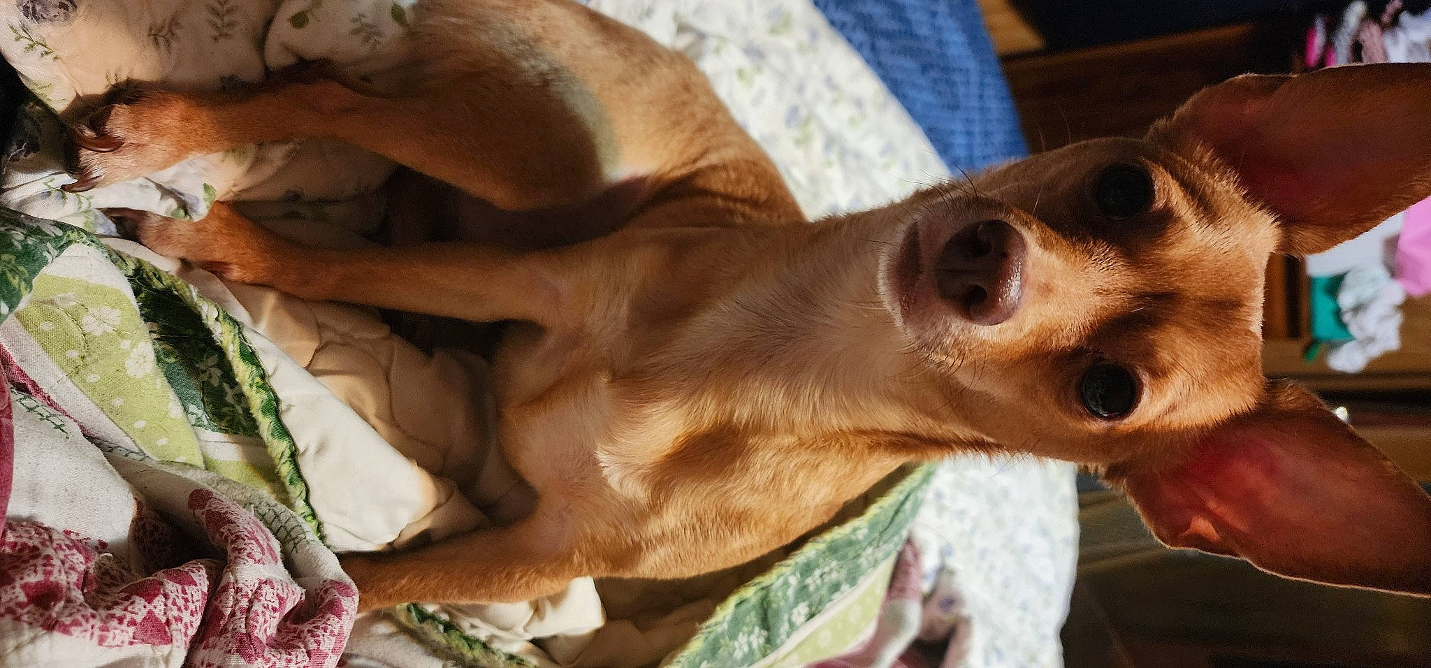 Brody joined the competition — help win amazing prizes! canidae, carnivore, collar, comfort, companion_dog, corgi_chihuahua, dog, dog_breed, ear, fawn, fur, liver, puppy, sighthound, snout, sporting_group, toy_dog, vertebrate, whiskers, working_animal