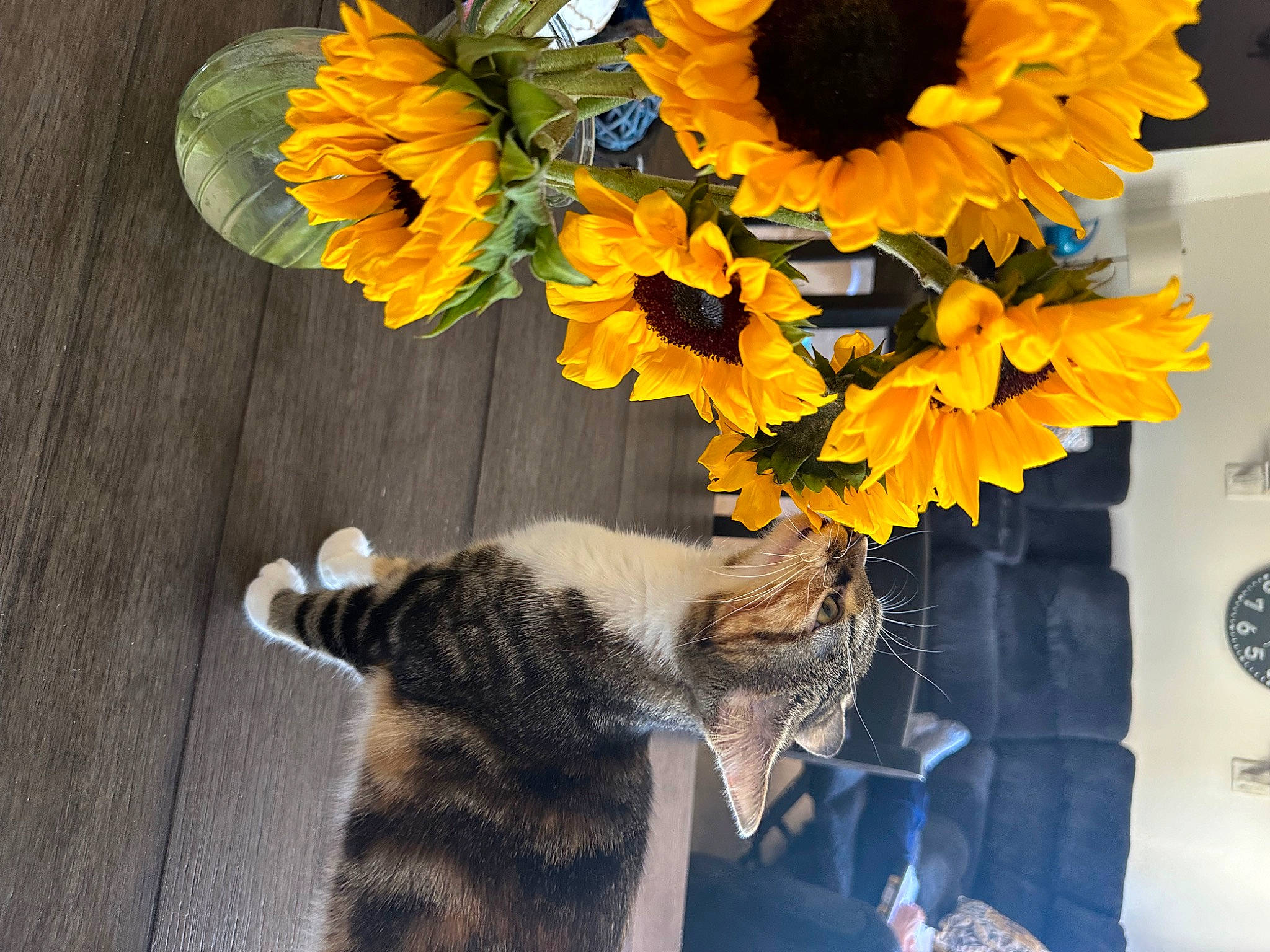 Allie joined the competition — help win amazing prizes! annual_plant, art, artificial_flower, bouquet, carnivore, cat, cut_flowers, electric_blue, felidae, flower, flower_arranging, flowering_plant, flowerpot, orange, petal, photograph, plant, small_to_medium_sized_cats, snapshot, yellow