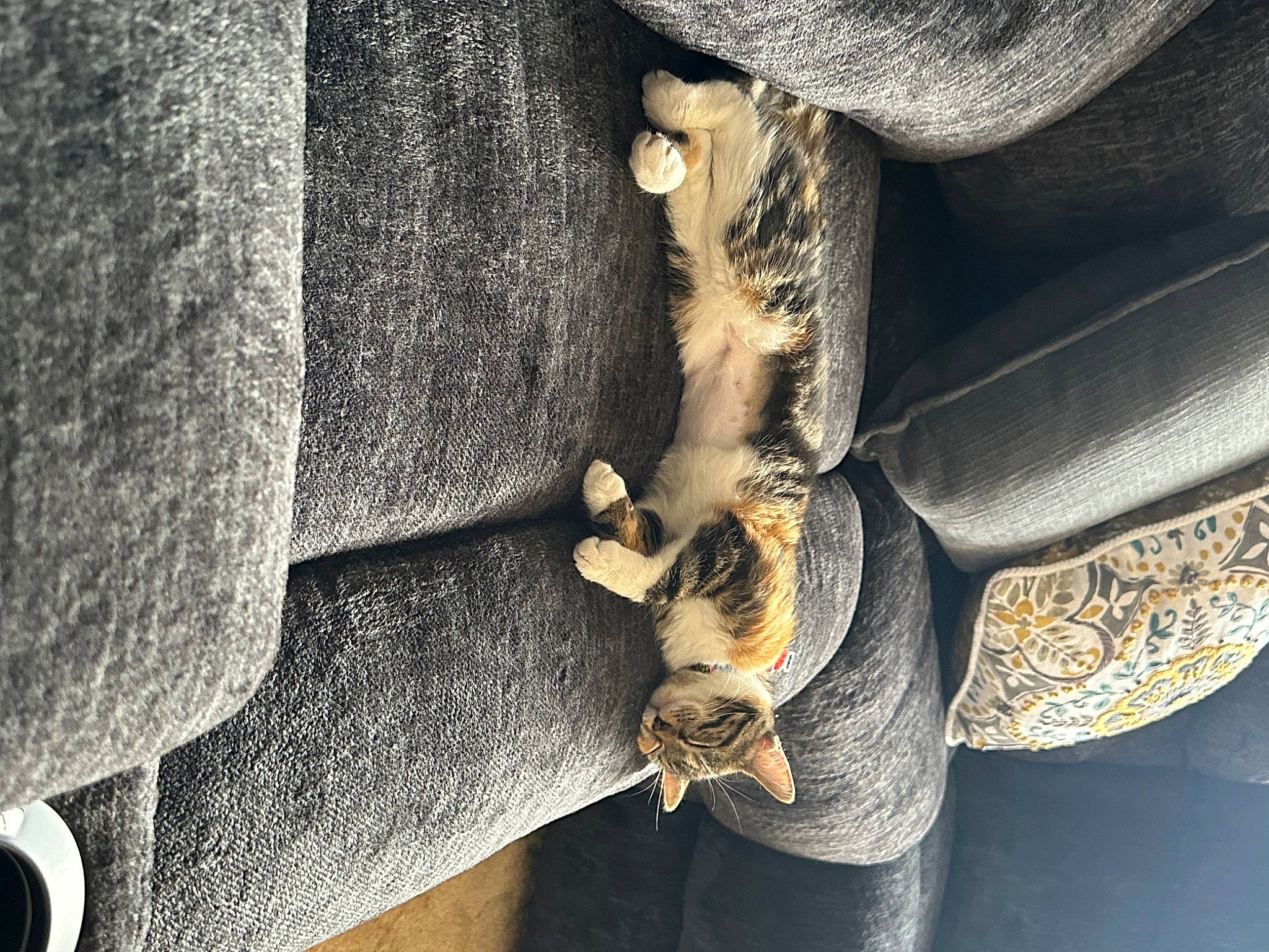 Allie joined the competition — help win amazing prizes! automotive_wheel_system, bag, button, denim, electric_blue, fashion_accessory, fawn, fur, grey, hat, human_leg, leather, metal, natural_material, pattern, reptile, sunglasses, trunk, waist, wood