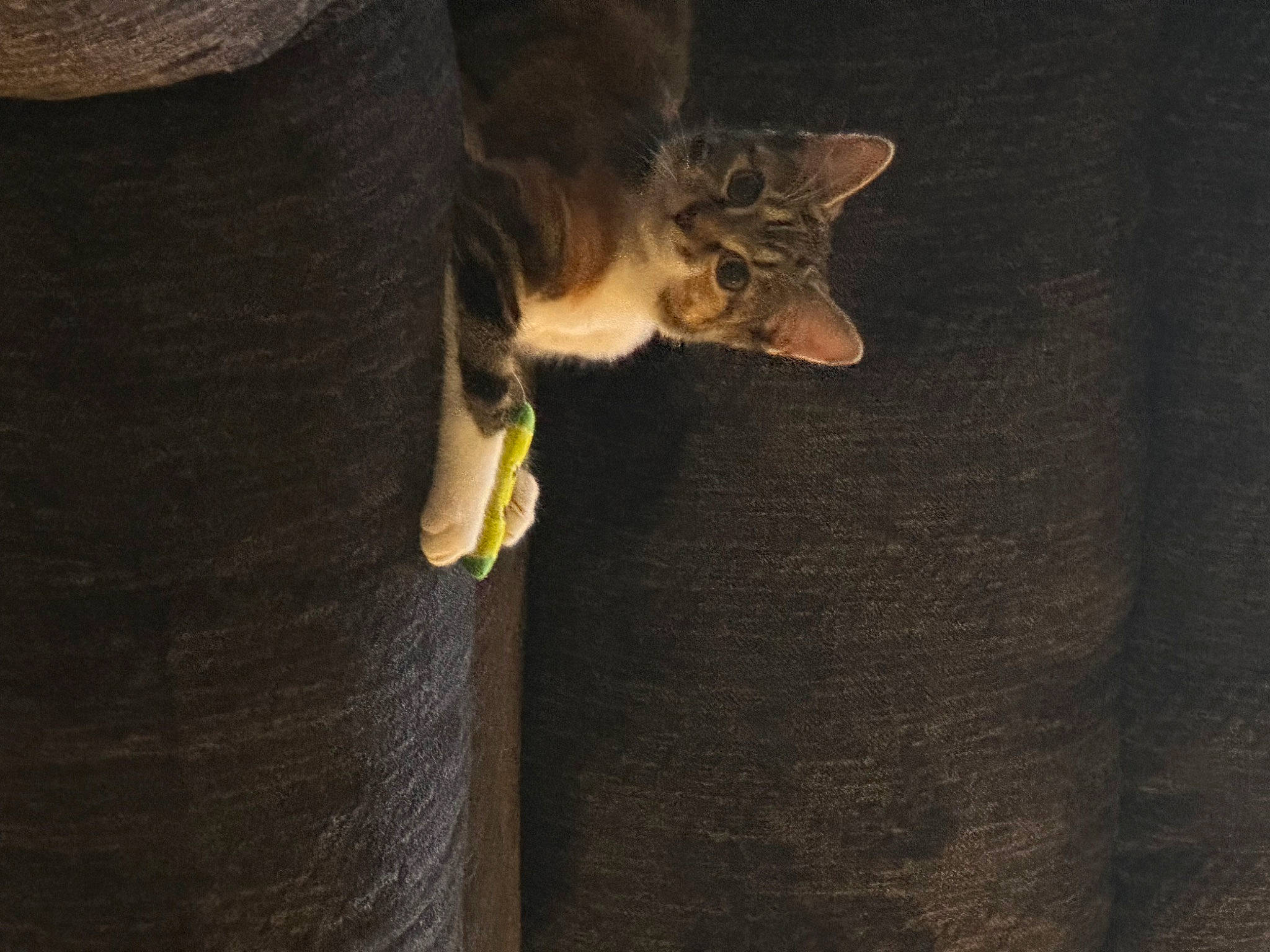 Allie joined the competition — help win amazing prizes! carnivore, cat, claw, darkness, domestic_short_haired_cat, felidae, fur, gesture, grey, human_leg, paw, plant, small_to_medium_sized_cats, snout, tail, tree, trunk, whiskers, wildlife, wood