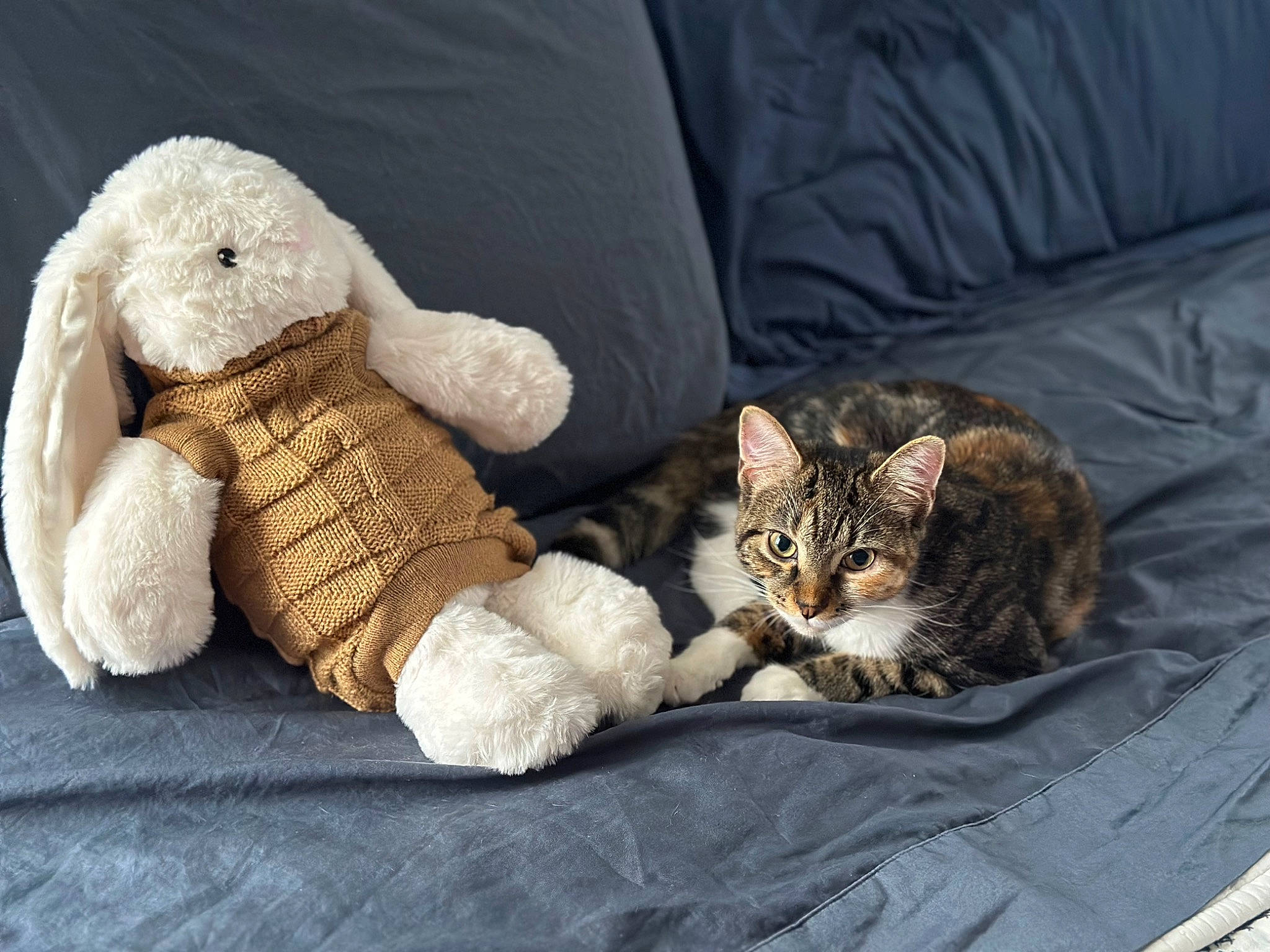 Allie is registered to the contest to win money with this photo: carnivore, cat, claw, comfort, companion_dog, domestic_short_haired_cat, fawn, felidae, fur, linens, mammal, nap, paw, small_to_medium_sized_cats, stuffed_toy, tail, teddy_bear, toy, vertebrate, whiskers