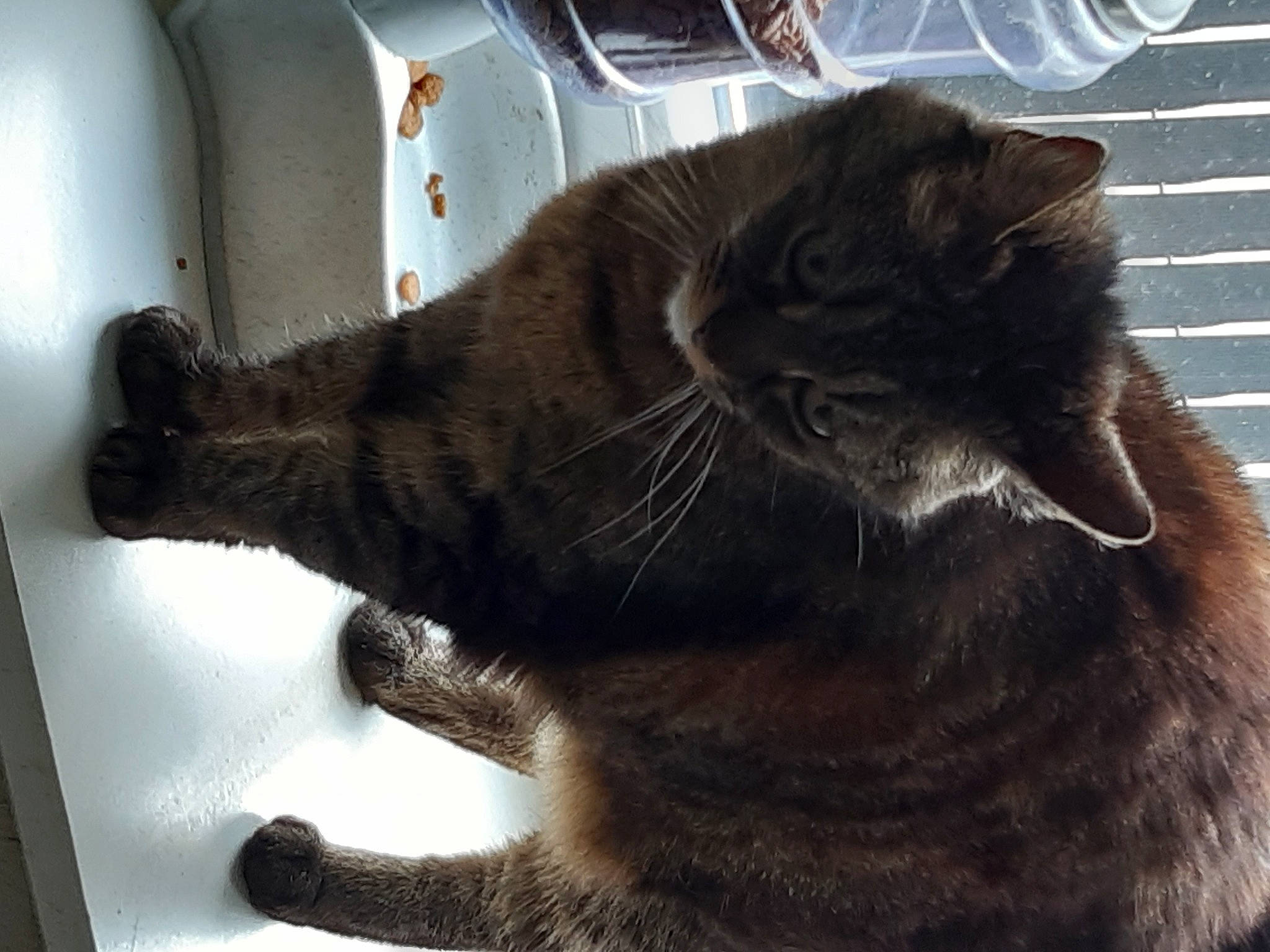 Manouche a rejoint le concours — aidez-le/la à gagner de superbes lots ! black_cat, bombay, carnivore, cat, claw, comfort, domestic_short_haired_cat, felidae, flooring, fur, gesture, paw, small_to_medium_sized_cats, snout, tail, terrestrial_animal, whiskers