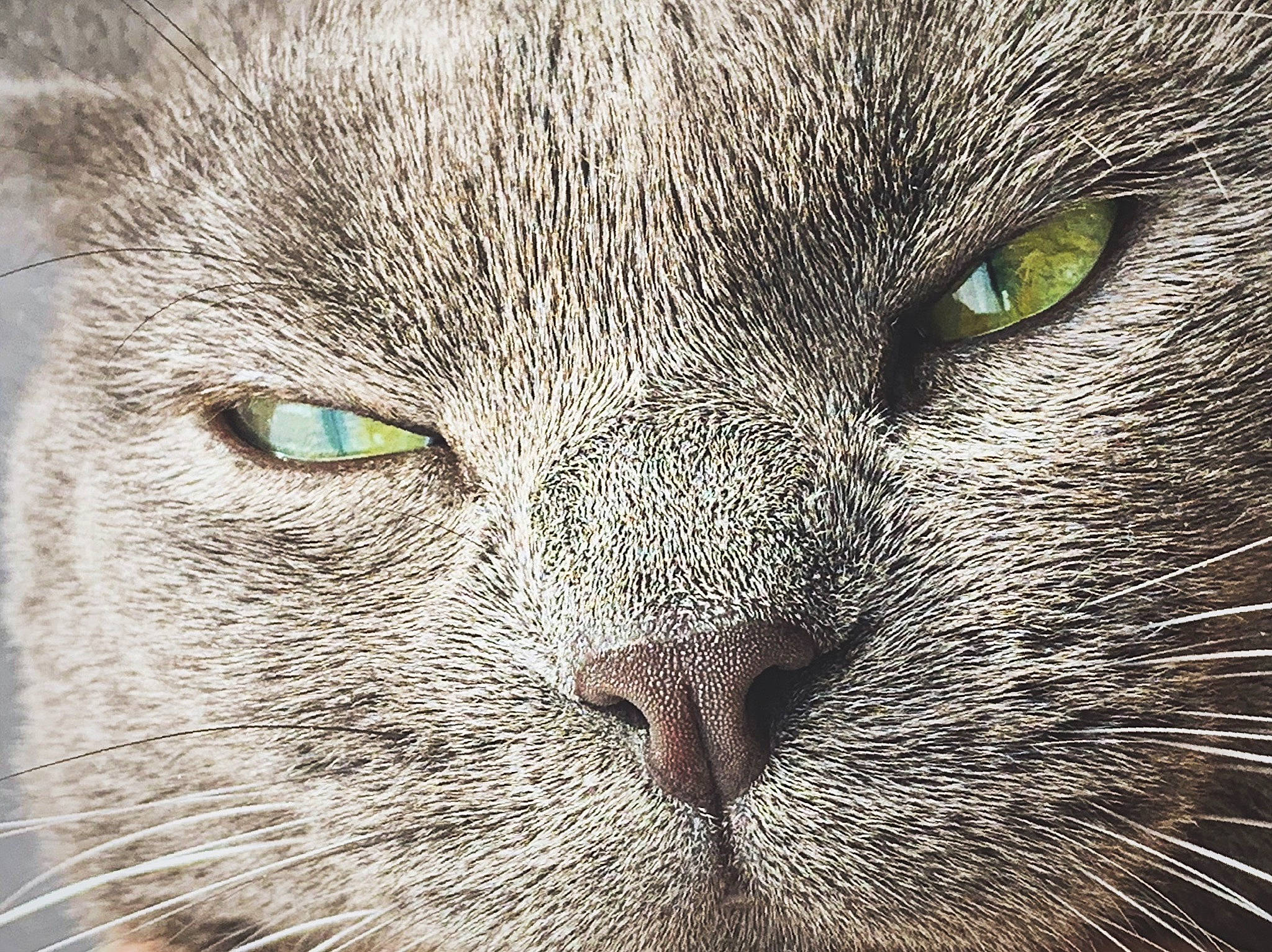 Neko a rejoint le concours — aidez-le/la à gagner de superbes lots ! carnivore, cat, close_up, domestic_short_haired_cat, electric_blue, felidae, fur, grey, mammal, organism, small_to_medium_sized_cats, snout, terrestrial_animal, whiskers, wildlife