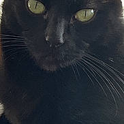 Moogly a rejoint le concours — aidez-le/la à gagner de superbes lots ! black_cat, cat, pet, animal, close_up, whiskers, green_eyes, fur, indoor, portrait, mammal, feline, cute, domestic_cat, face, looking, soft_light, ears, nose, relaxed