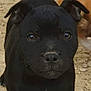 dog, puppy, black_dog, close_up, portrait, sand_on_nose, curious, brown_eyes, ears, snout, whiskers, outdoors, dirt, pebbles, canine, young_animal, pet, front_view, nose, playful
