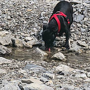 Rajah participe au concours pour gagner de l'argent avec cette photo : dog, black_dog, red_harness, drinking, water, stream, rocks, pebbles, gravel, outdoor, nature, tongue, pet, canine, shore, bank, standing, adventure, portrait, summer